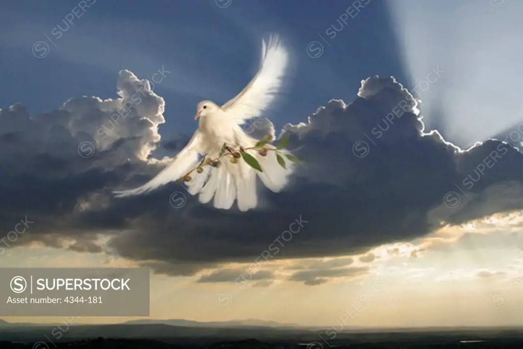 Dove with Olive Branch Flying From a Storm