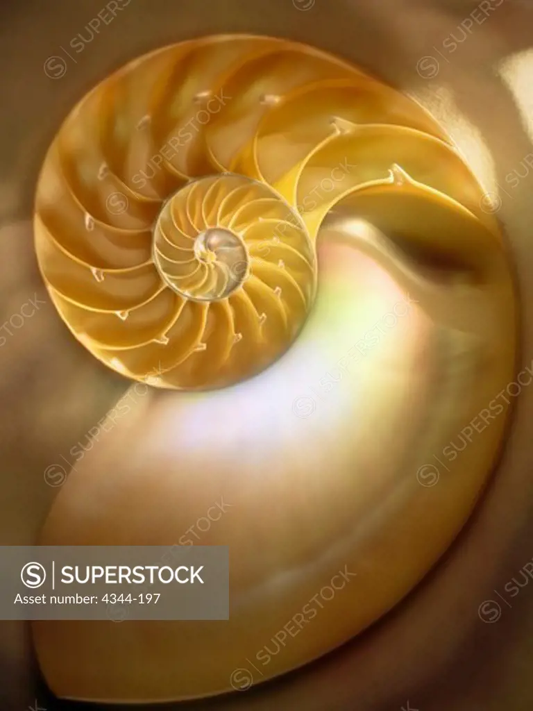 A Cross Section Of The Inside Of A Spiraling Nautilus Shell