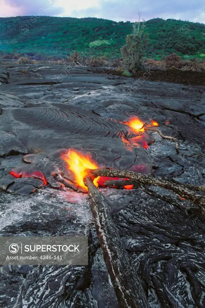 Hot Lava Flow Burning an Ohia Tree