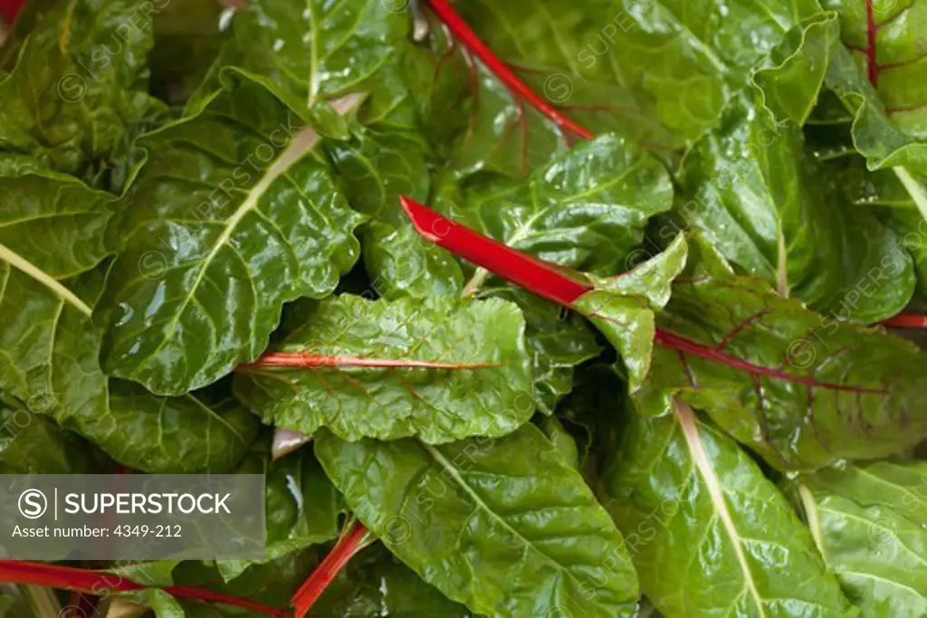 Close-up of red swiss chard leaves