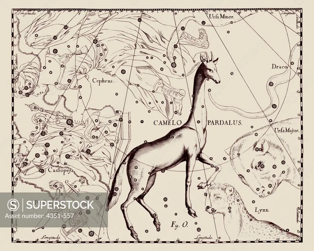 A representation of the constellation of Camelopardalus the Giraffe from the 'Firmamentum Sobiescianum sive Uranographia' of Johannes Hevelius of Danzig (modern Gdansk), 1687. Hevelius's engravings picture the celestial sphere from the outside looking down at Earth, so the constellations and star patterns are a mirror image of our view from Earth.