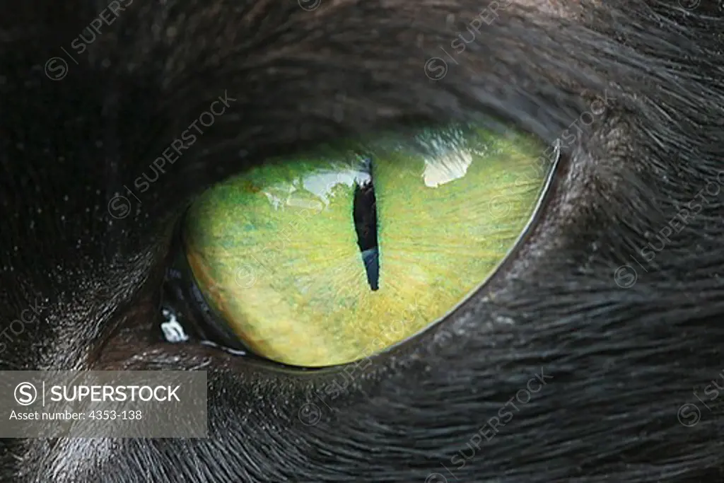 Close-up of Cat's Eye