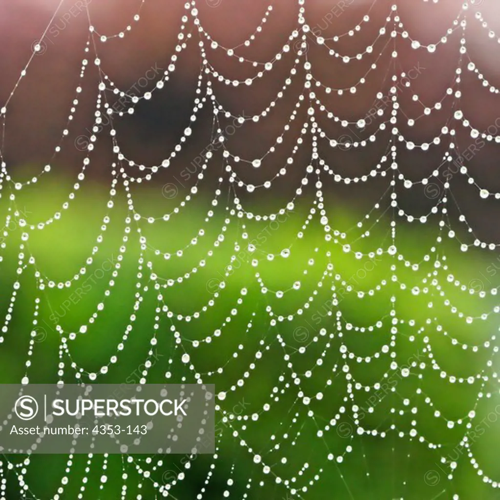 Spider Web with Water Droplets