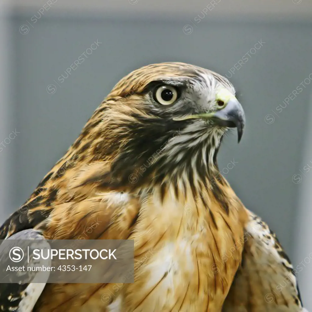 Hawk Staring Intently