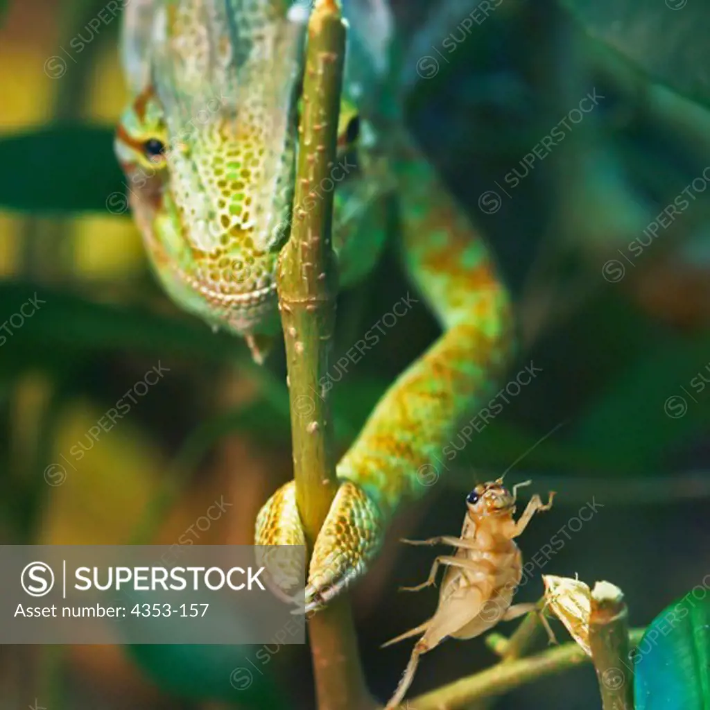 Chameleon About to Devour Cricket