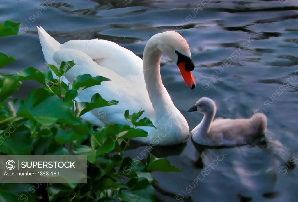 Mother and Baby Mute Swan