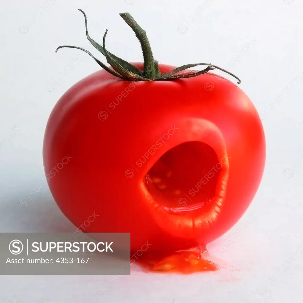 Vociferous Tomato