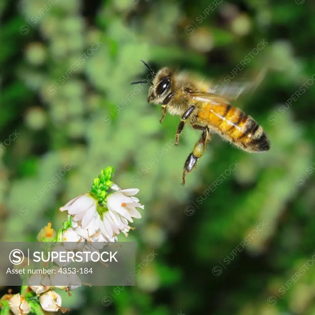 Honey Bee Landing on Flower