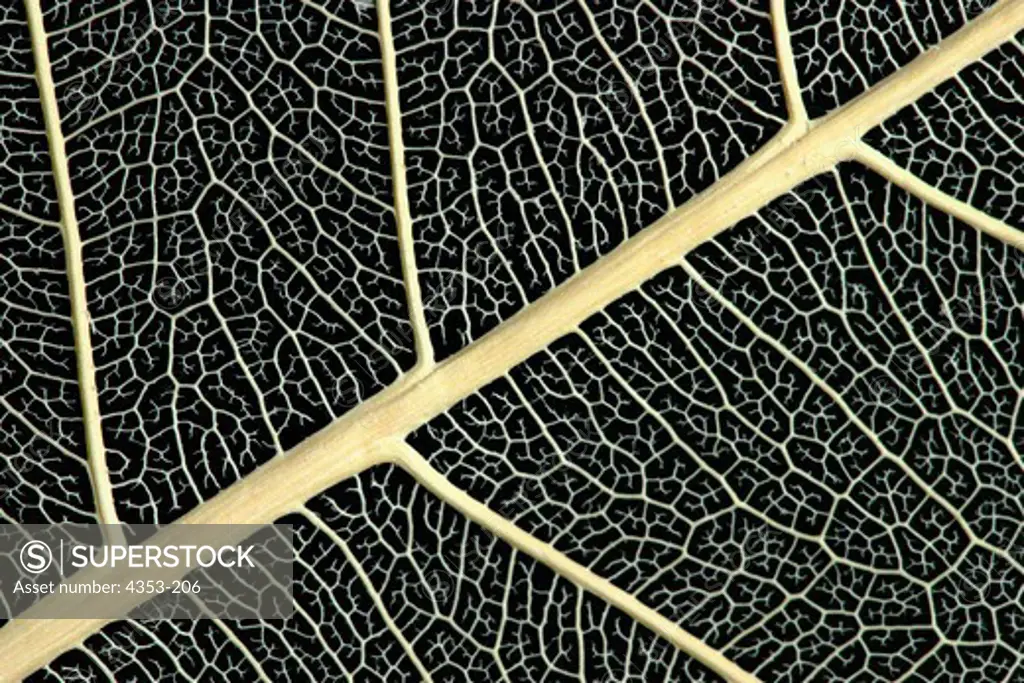 Close-up of Translucent Ficus Leaf Skeleton on Black Background
