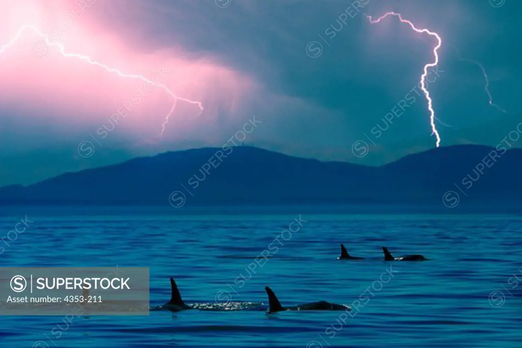 Orca Pod and Thunderstorm