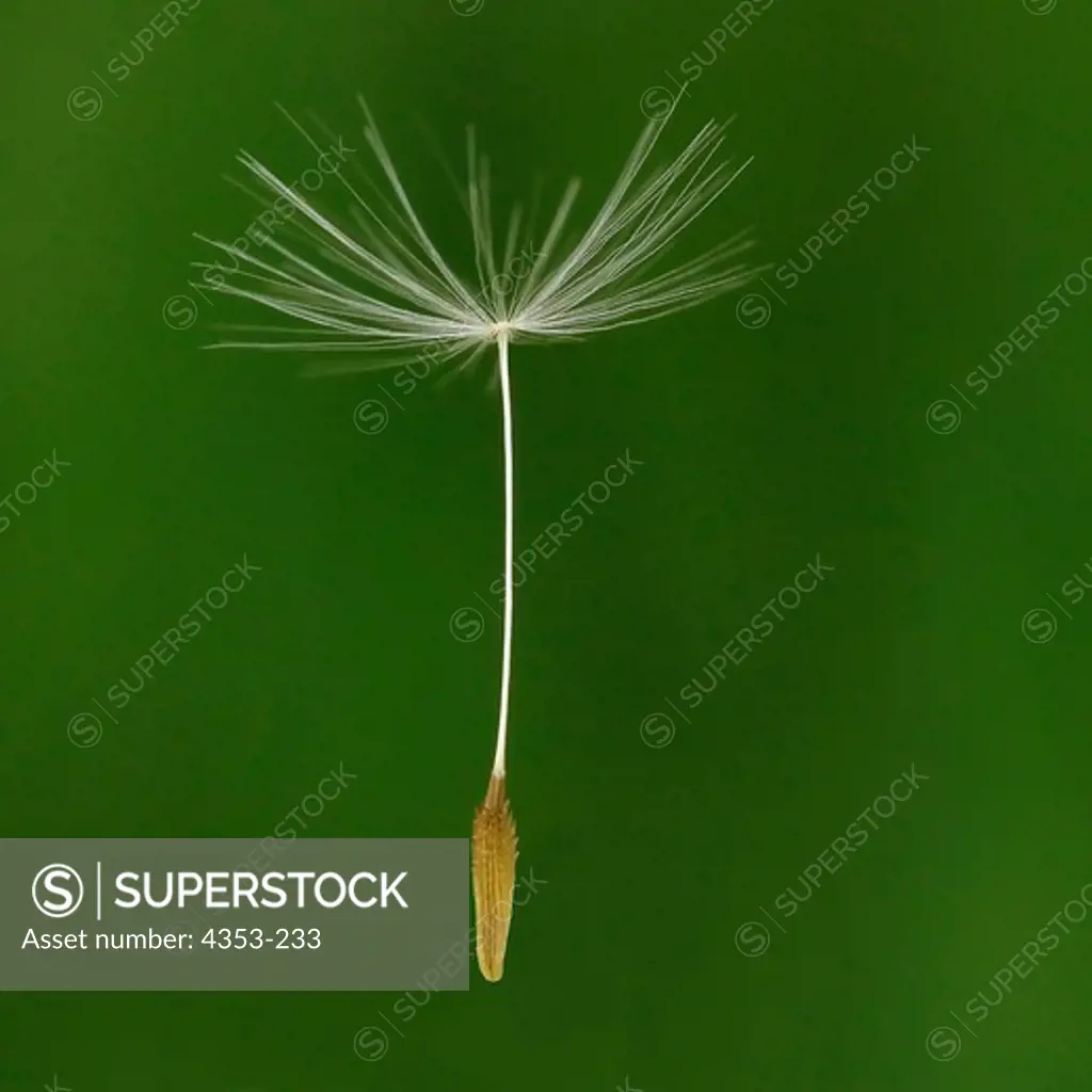 Close Up of a Single Dandelion Seed