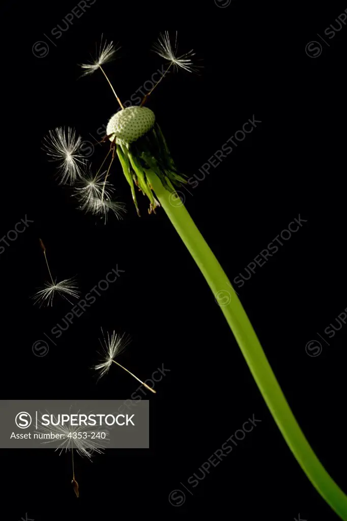 Dandelion With Almost Empty Globe and Seeds Flying Away