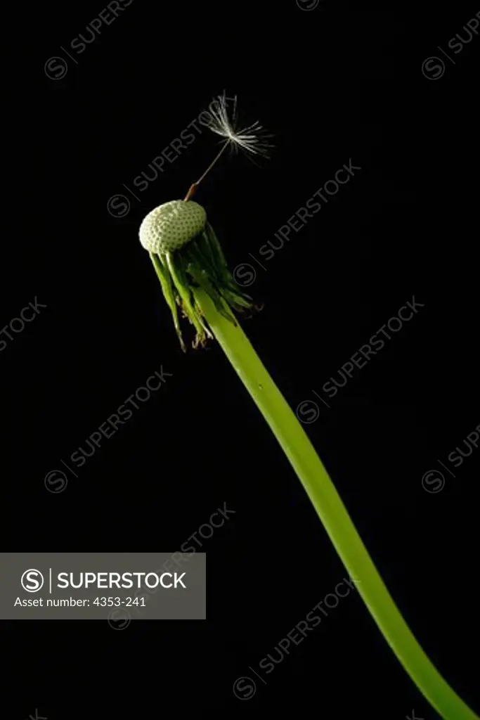 Dandelion With One Last Seed Clinging to Empty Globe