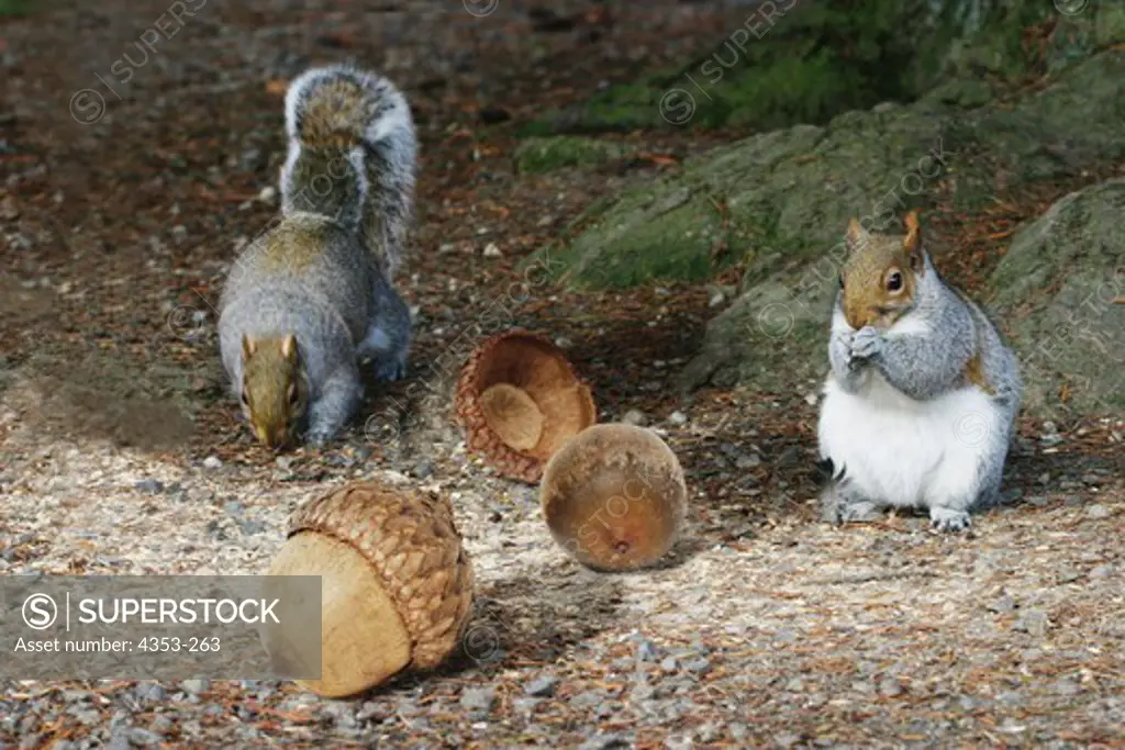 Two Squirrels and Some Huge Acorns