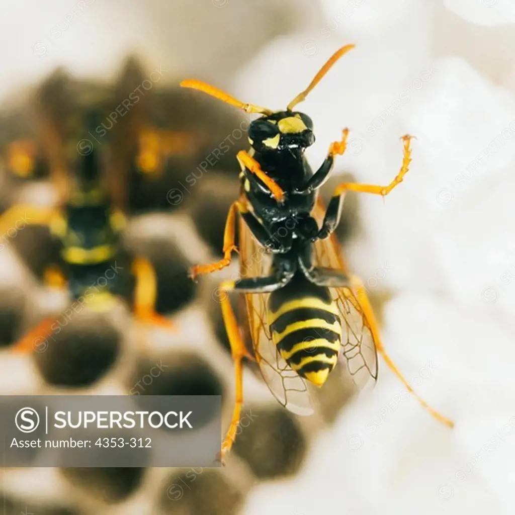 Paper Wasp and Small Hive