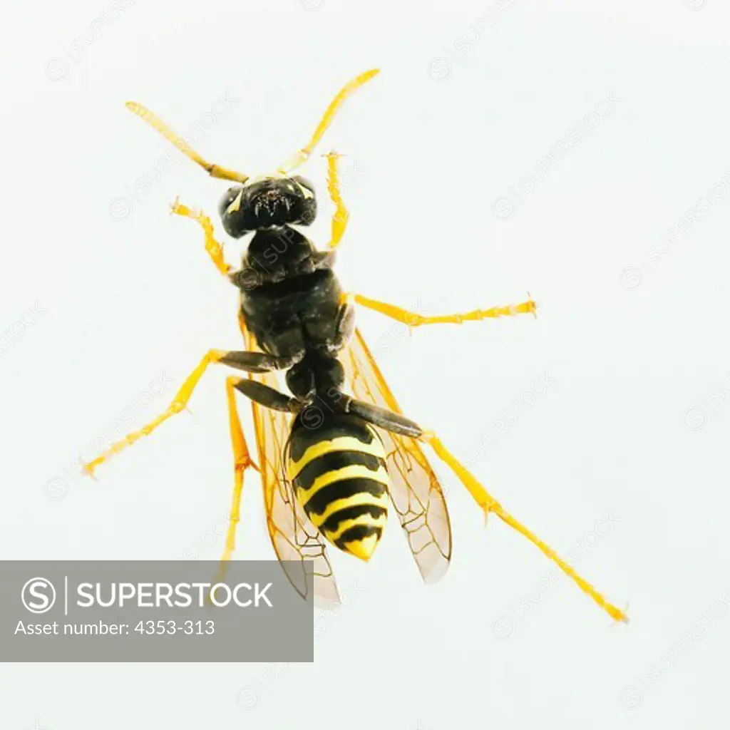 Paper Wasp From Below