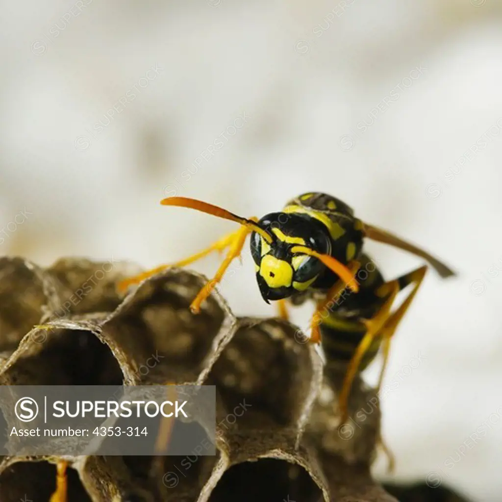 Close Up of Paper Wasp On Small Hive