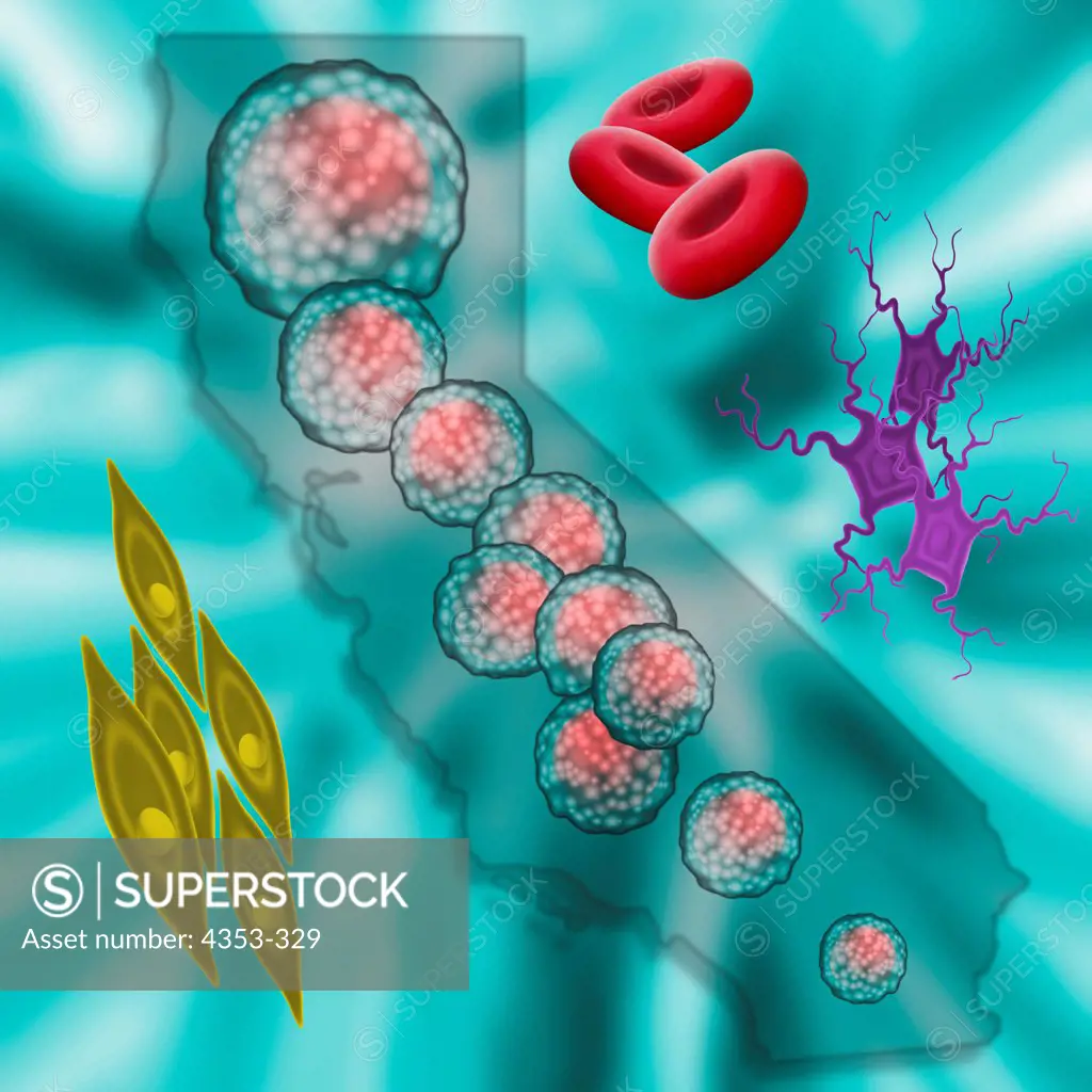 Digital Illustration of California Stem Cell Research and Possible Uses