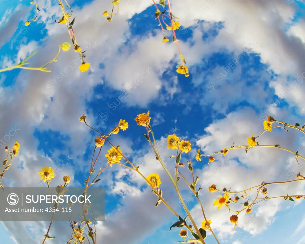 Fish Eye View of Wildflowers and Blue Sky