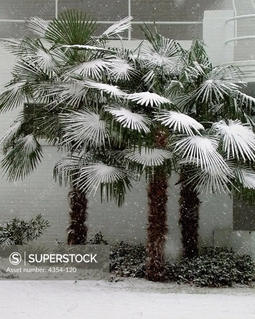 A Rare Southern Snow Storm Blankets Palm Trees with Snow