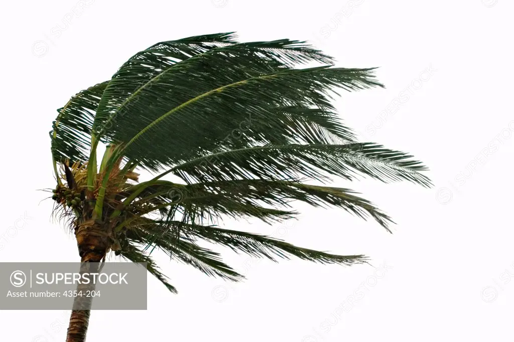 A Palm Tree Stressed by the Winds of Hurricane Frances