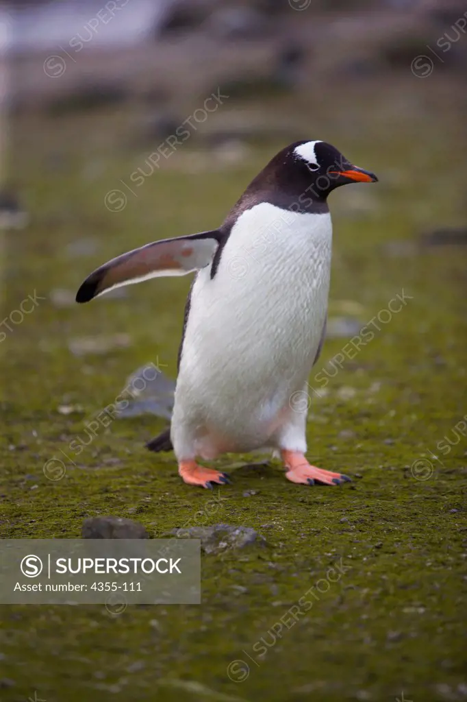 Gentoo Penguin on Aitcho Island