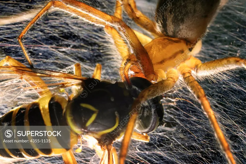 Spider Attacking Hornet