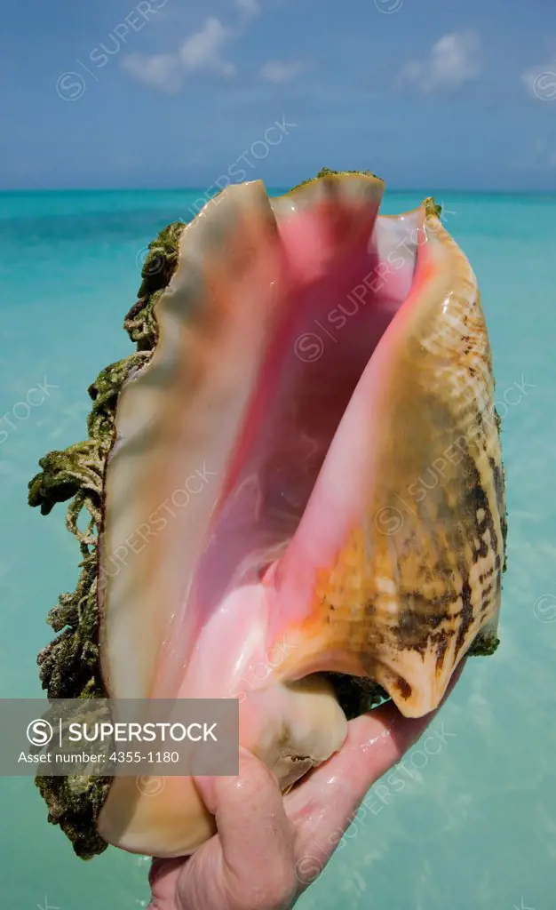 Conch Shell In the Turks and Caicos Islands