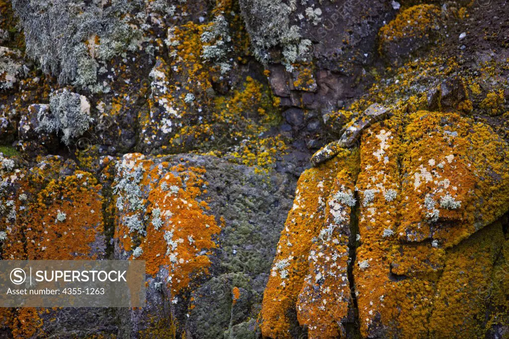 Colorful Lichens on Aitcho Island