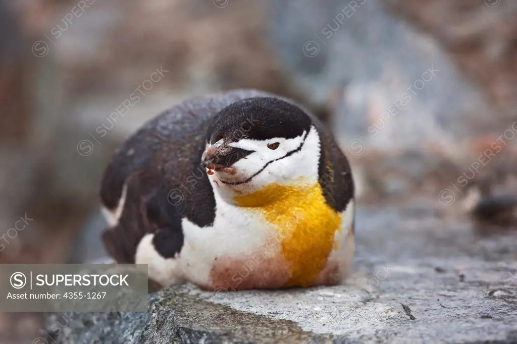 Chinstrap Penguin on Rock