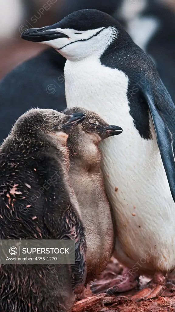 Chinstrap Penguin and Chicks