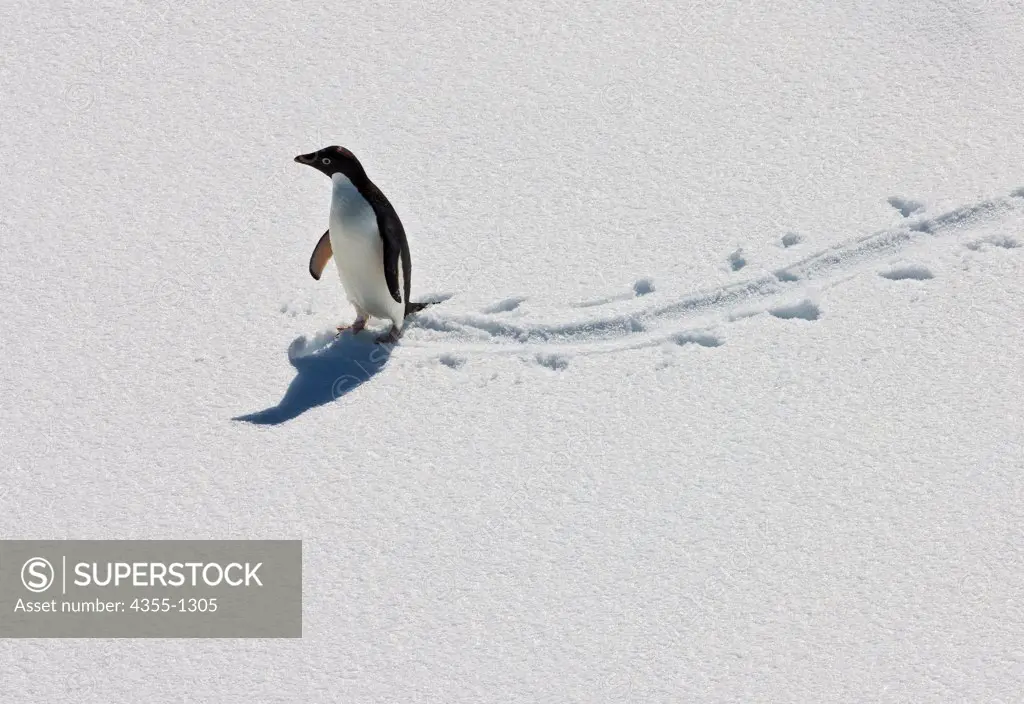 Chinstrap Penguin Walking on Snow