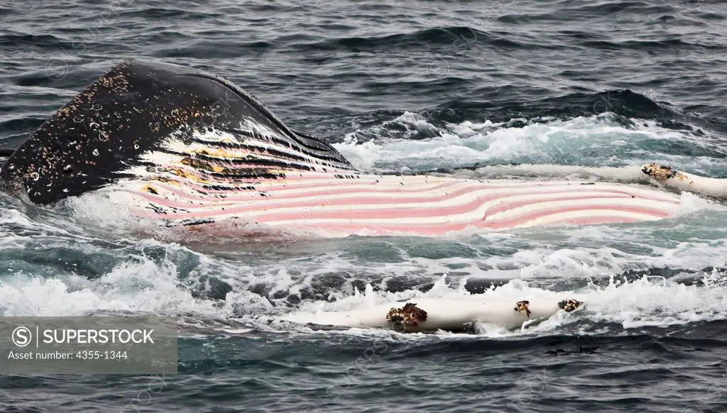 Humpback Whale in the Gerlache Strait