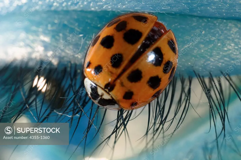 The ladybug beetle is also known as ladybird beetles in some parts of the world.