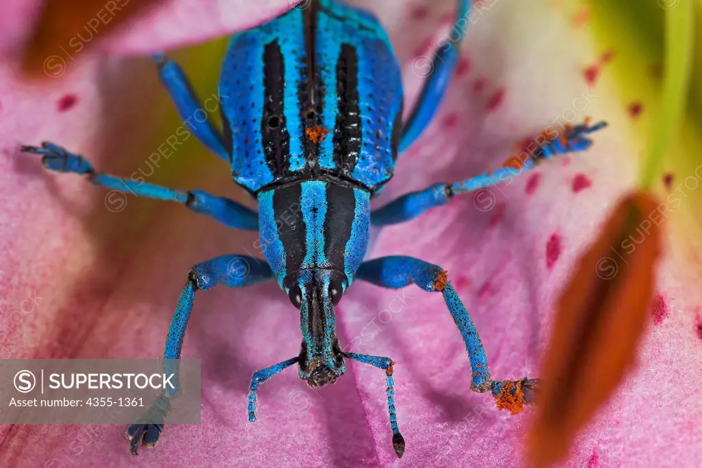 A bright blue beetle in the weevil family, on a pink flower petal.
