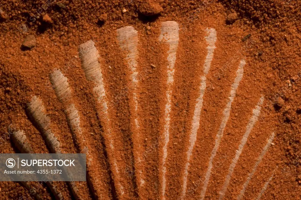 A scallop partly buried in red sand.