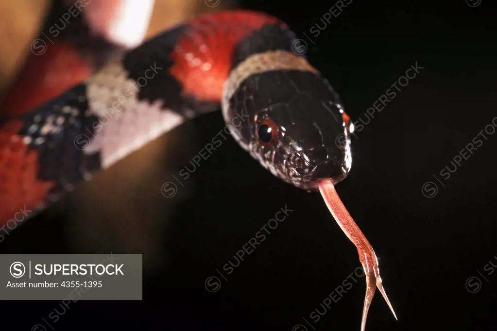 A Mexican milk snake 'tastes' the air; snakes use their tongues to sense smell.
