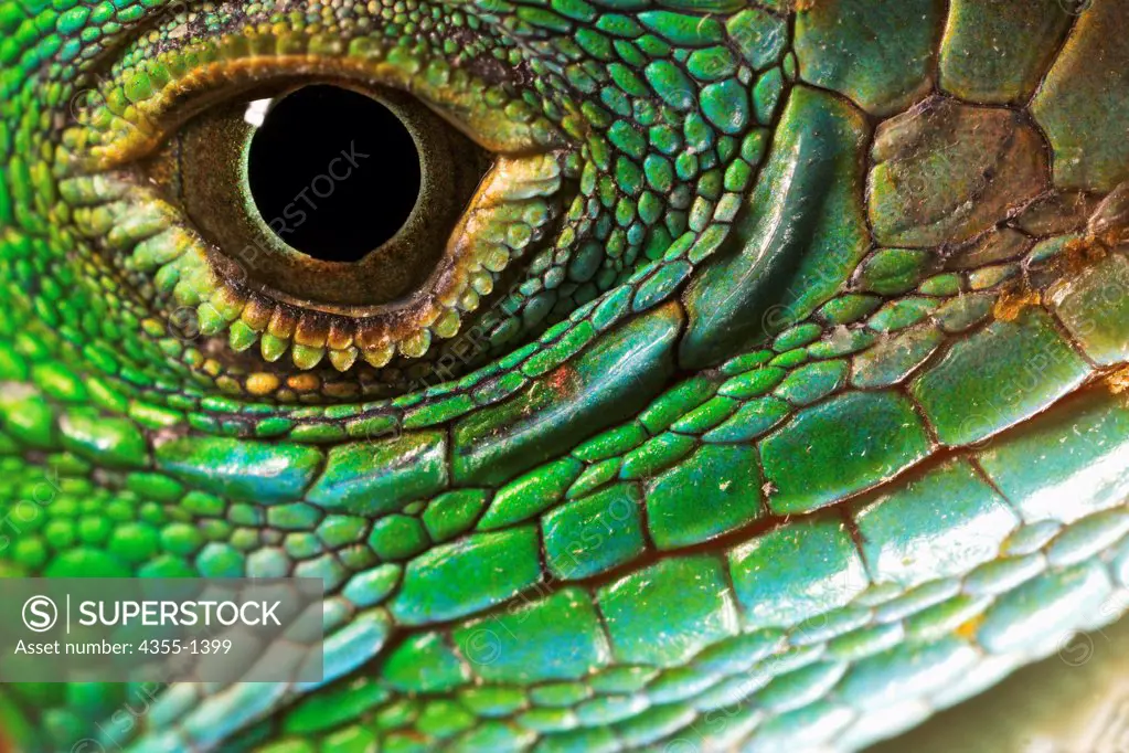 The scales around an iguana's eye and mouth.