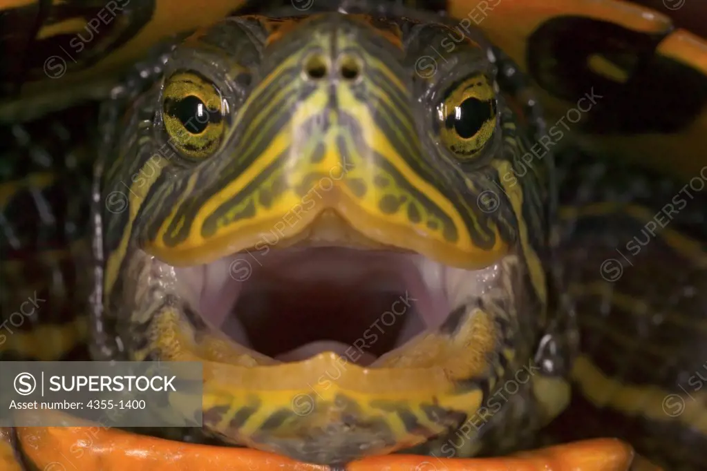 A frontal view of a red-eared slider's head with its mouth open.