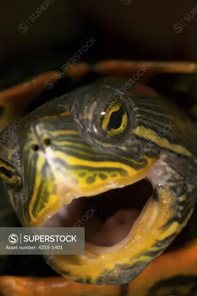 A frontal view of a red-eared slider's head with its mouth open.