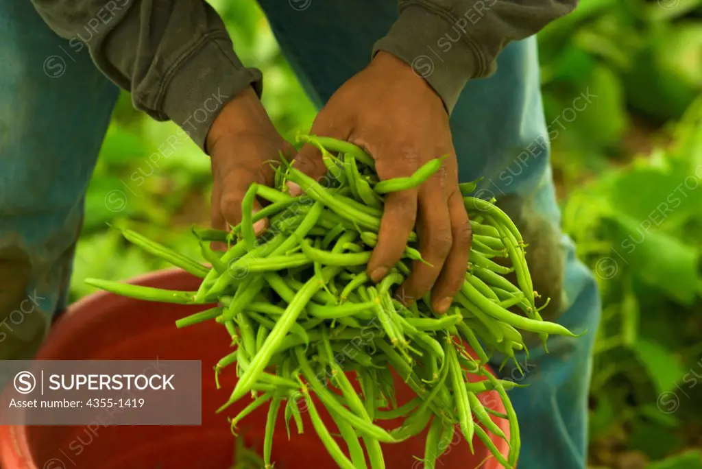 Hands dropping picked string beans into a bucket.