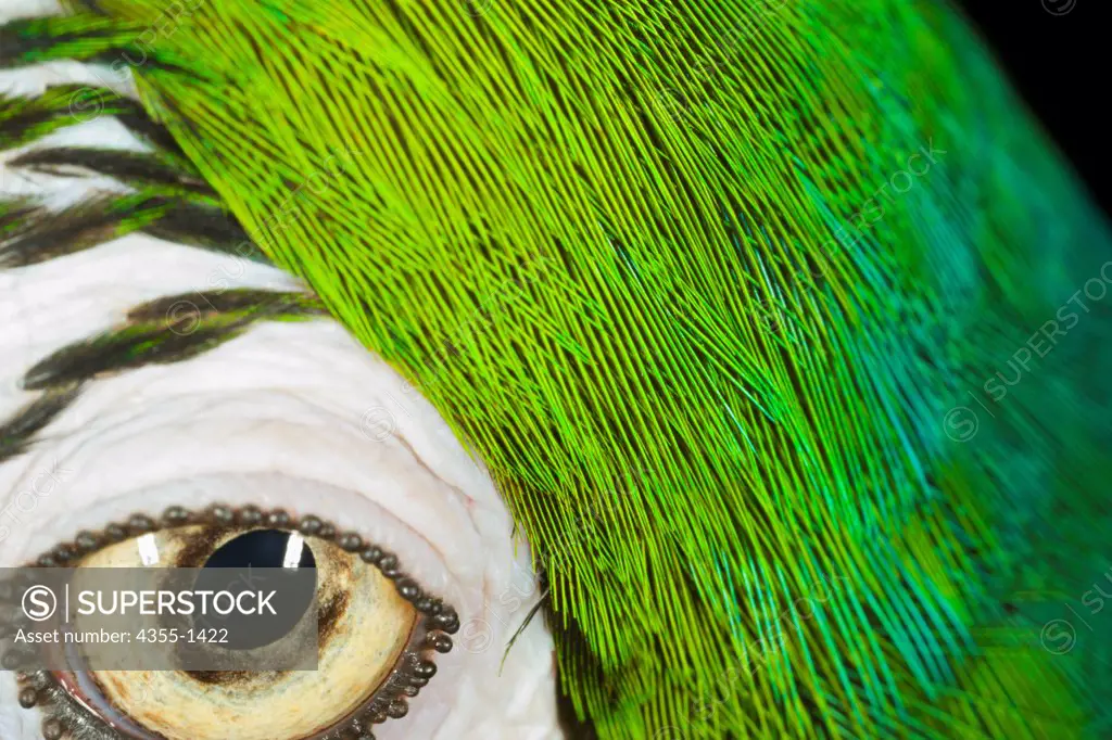 A close-up of the eye and the feathers surrounding the eye of a macaw parrot.