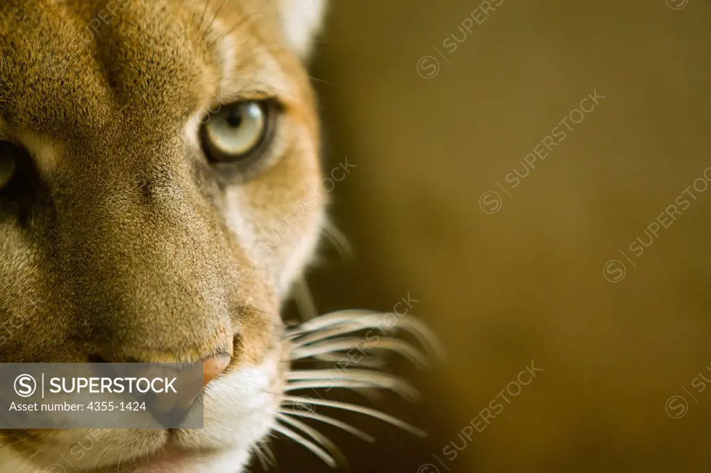 The Florida panther is actually a highly endangered subspecies of the North American puma.