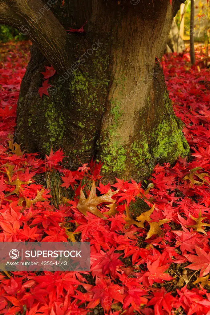 A Japanese maple tree surrounded by fallen leaves, in New England.