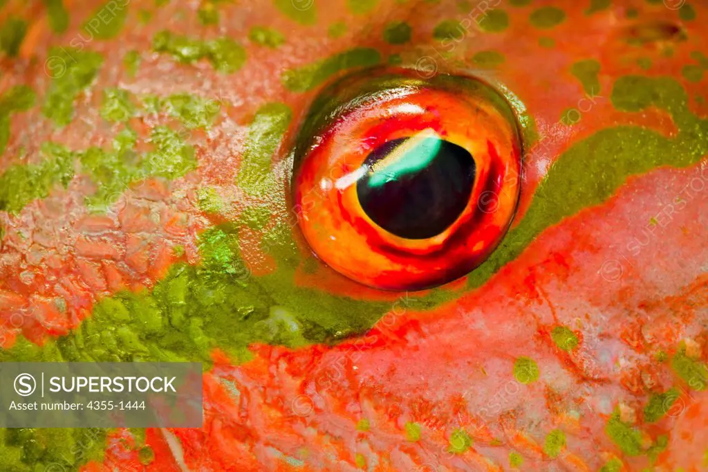 The red eye of a Florida red snapper.