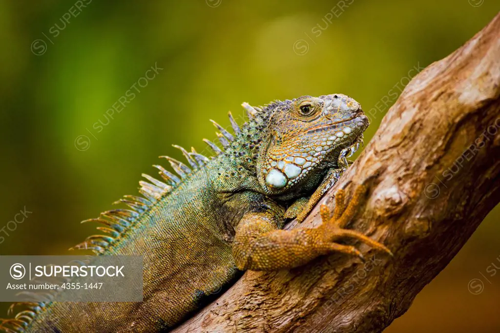 A captive iguana in a zoo sits on a branch.