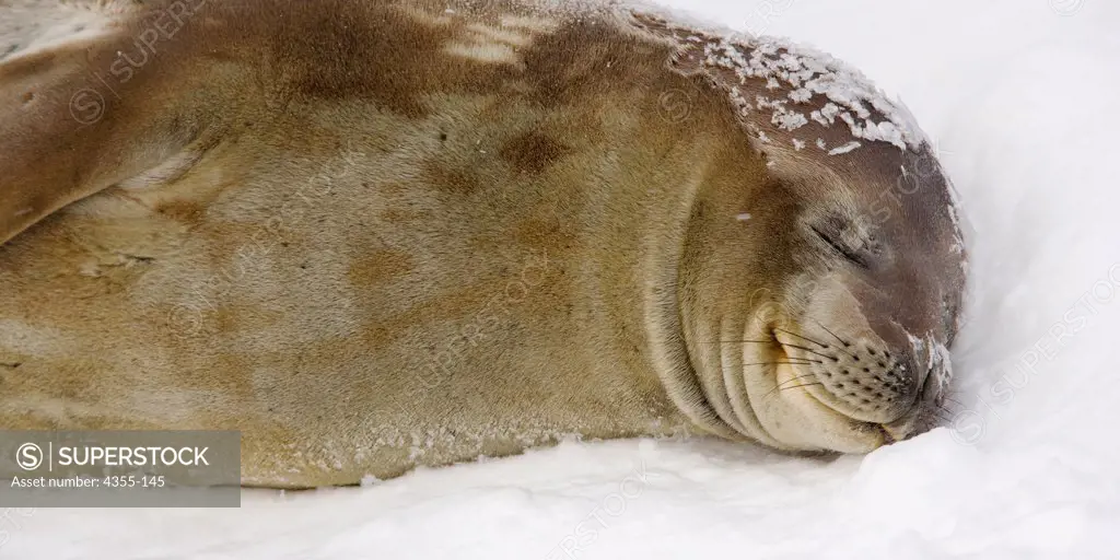 Weddell Seal (Leptonychotes Weddelli) in Antarctica