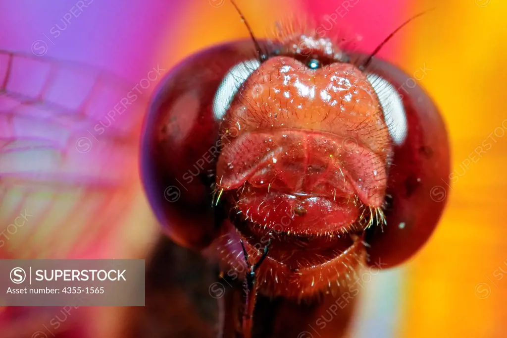 A dragonfly sports large compound eyes.