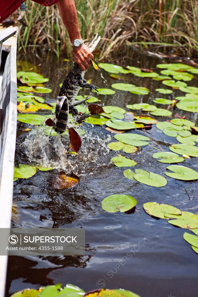 Lifting Small Alligator Out of Swamp