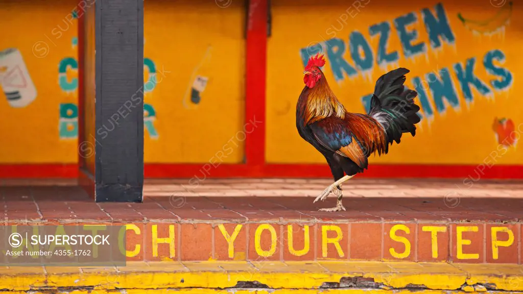 Visitors may be surprised to find chickens roaming the streets of Key West. Many consider the birds a part of Key West's history and character. Others want them gone. The colorful, free-roaming Key West 'Gypsy' chicken is at the center of a debate that often pits neighbor against neighbor. The 'Chicken Wars' are fought by those who enjoy the birds and believe they belong in Key West, versus those who consider them a nuisance and a danger to human health and the ecosystem.